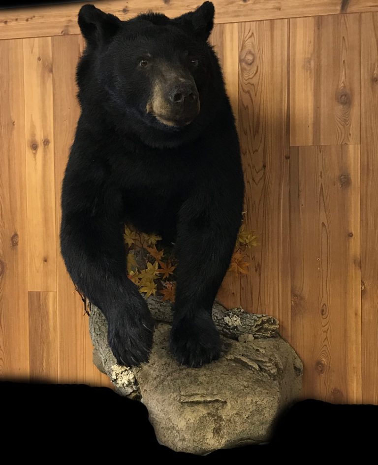 Black bear half mount on a rock base against a cedar plank wall