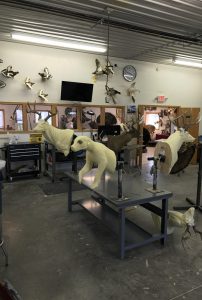 Bear and big game forms staged on work tables inside the Stehling's Taxidermy studio