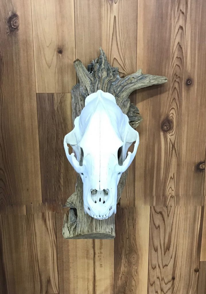 Bleached black bear European skull mount displayed on a driftwood plaque