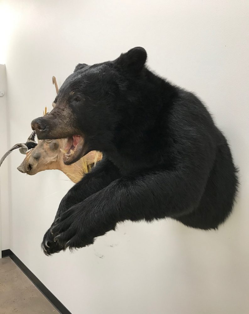 charging-black-bear-half-mount-taxidermy-stehling-s-taxidermy