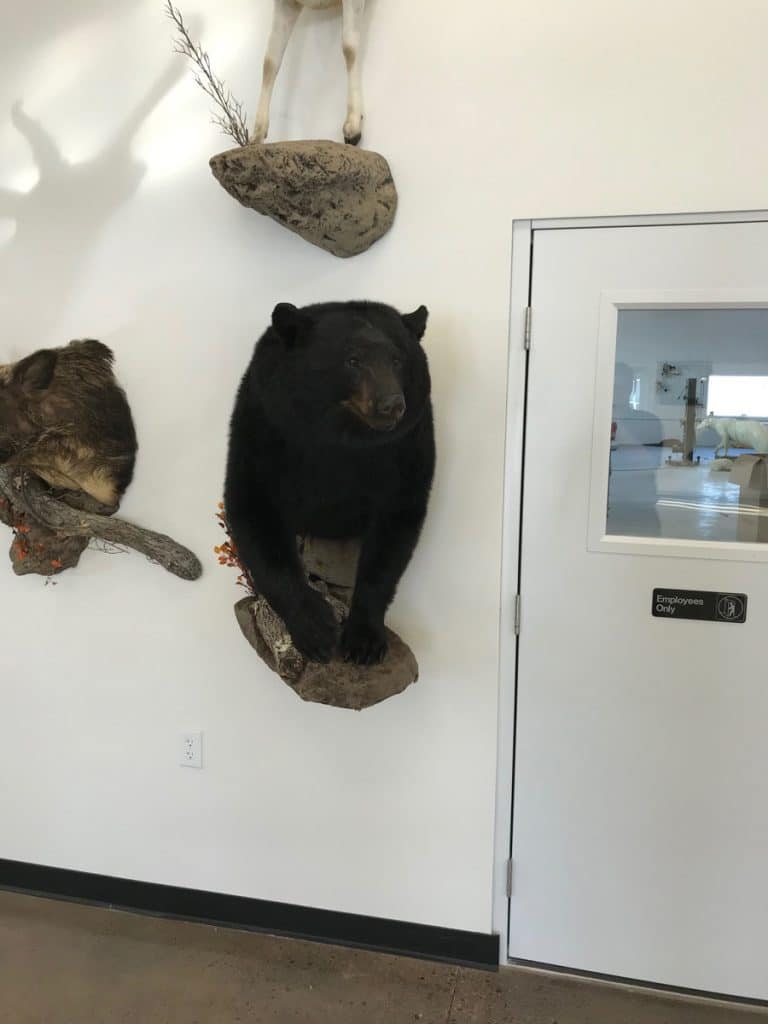 Two small black bear mounts and a rock display on a white showroom wall