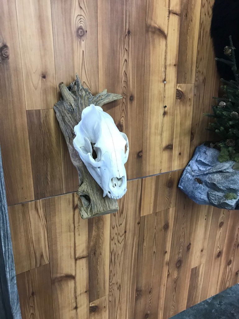 Black bear European skull mount on a natural driftwood base
