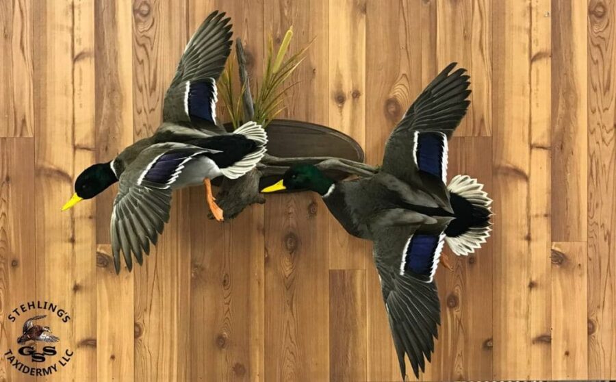 Mallard Duck Taxidermy Mounts Stehlings taxidermy duck hunting award winning wisconsin