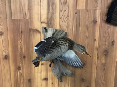 Mallard Duck Taxidermy Mounts