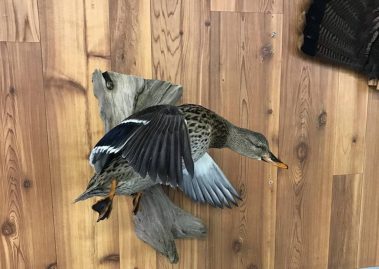Mallard Duck Taxidermy Mounts