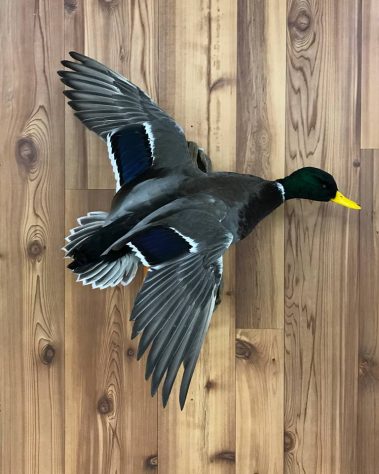Mallard Duck Taxidermy Mounts