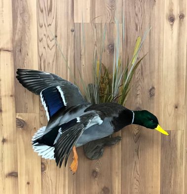 Mallard Duck Taxidermy Mounts