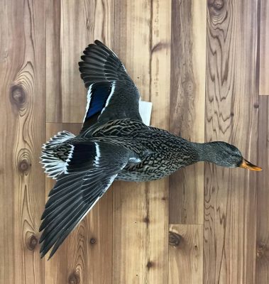 Mallard Duck Taxidermy Mounts
