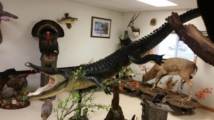 alligator taxidermy