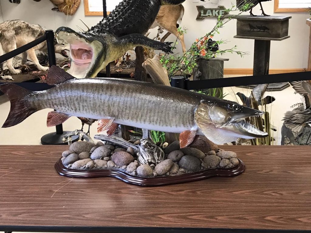 Musky Taxidermy- Musky Taxidermy Fish Skin Mount - Stehling's