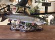 taxidermy