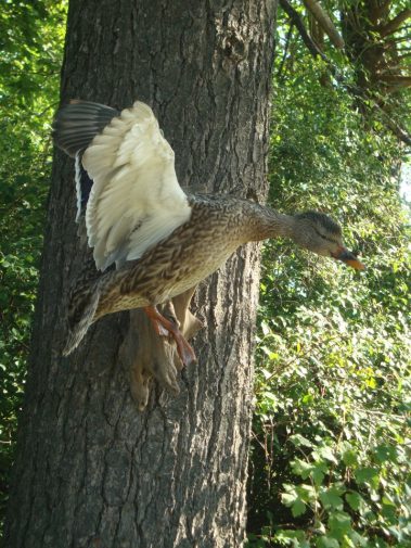 Mallard Duck Taxidermy Mounts
