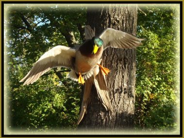 Mallard Duck Taxidermy Mounts