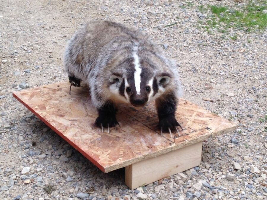 Badger Taxidermy