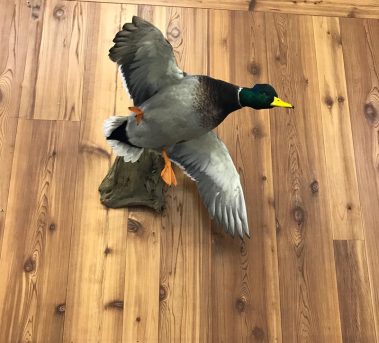 Mallard Duck Taxidermy Mounts