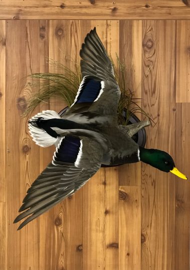 Mallard Duck Taxidermy Mounts