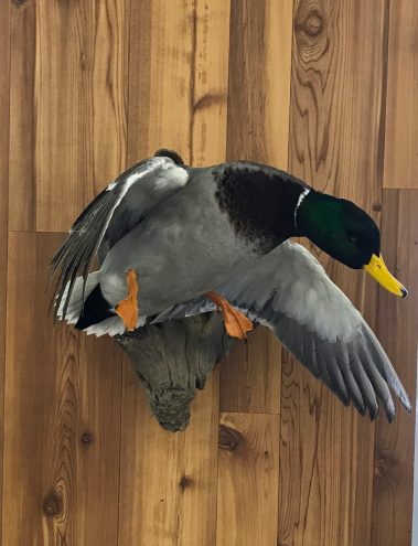 Mallard Duck Taxidermy Mounts