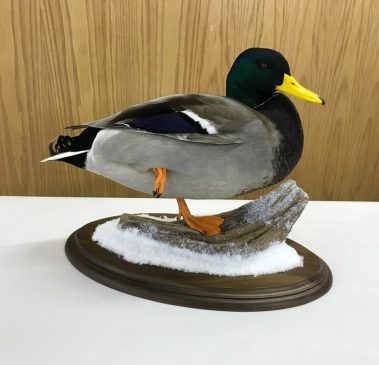 Mallard Duck Taxidermy Mounts