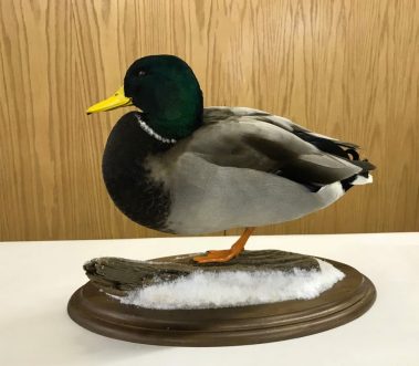 Mallard Duck Taxidermy Mounts
