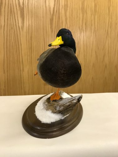 Mallard Duck Taxidermy Mounts