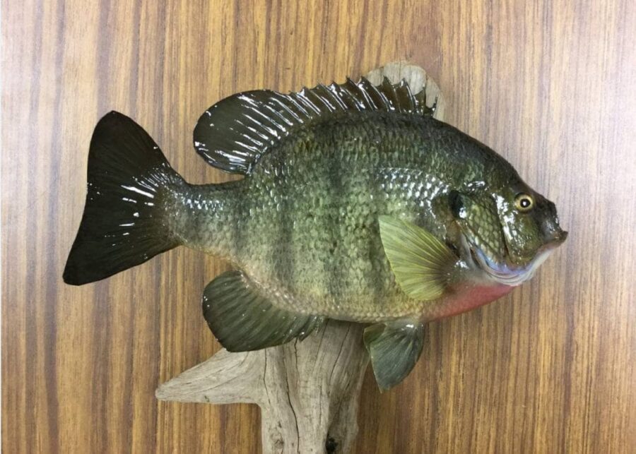 bluegill taxidermy mounts