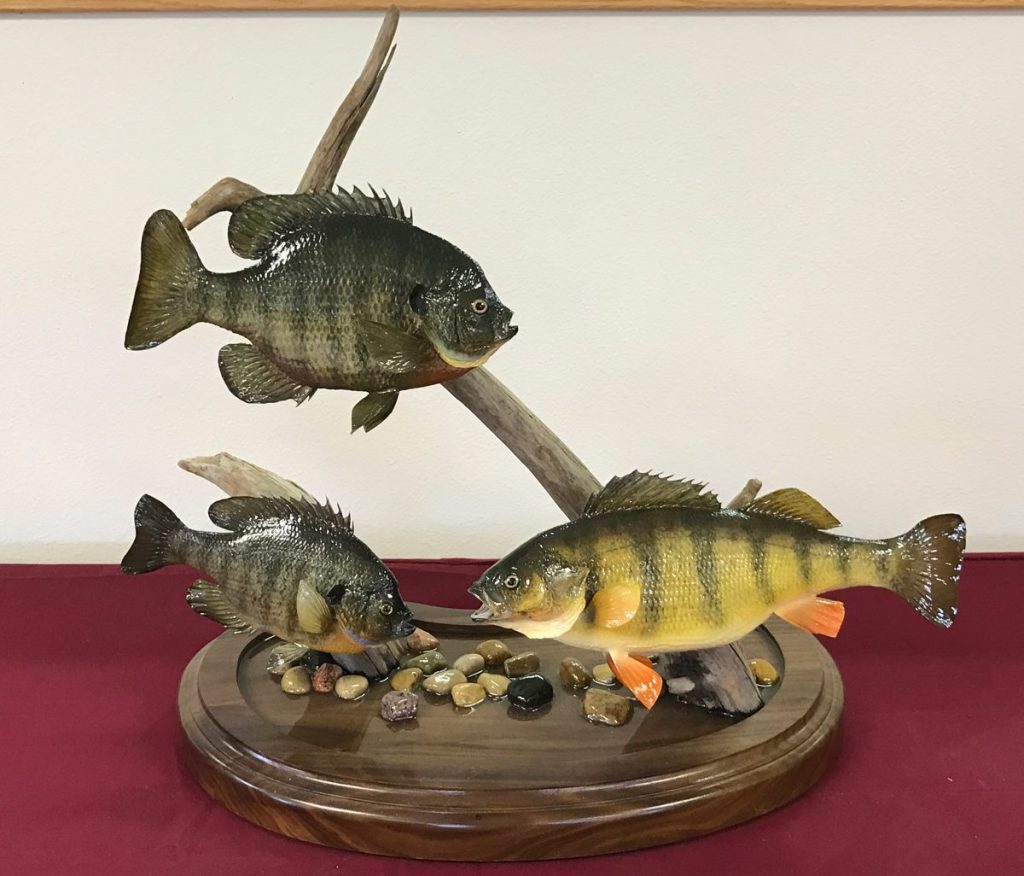 Bluegill Taxidermy Mounts Panfish Mounts - Stehling's Taxidermy