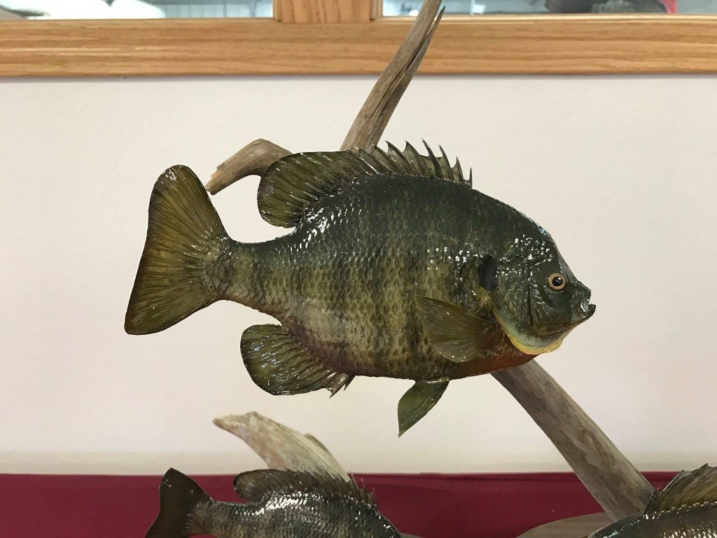 Bluegill Taxidermy Mounts Panfish Mounts - Stehling's Taxidermy