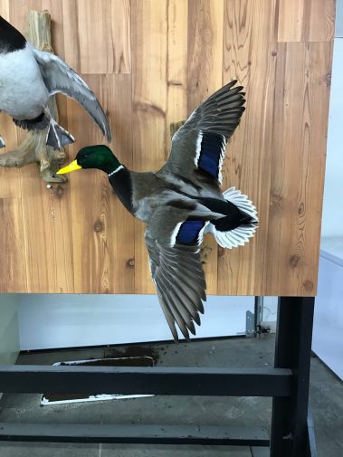 Mallard Duck Taxidermy Mounts