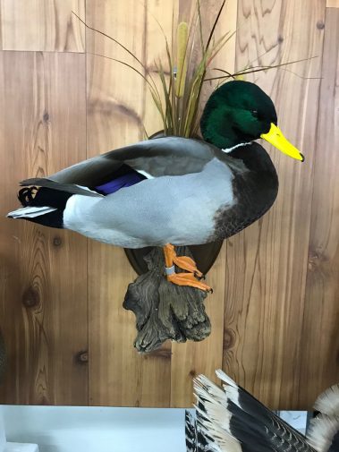 Mallard Duck Taxidermy - Stehling's Taxidermy