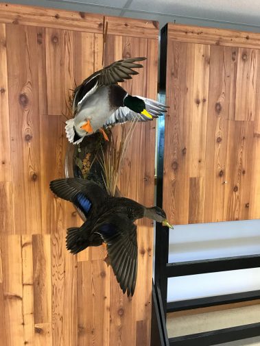 Mallard Duck Taxidermy Mounts