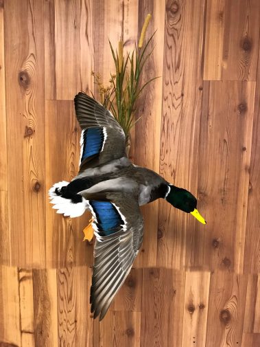 Mallard Duck Taxidermy Mounts