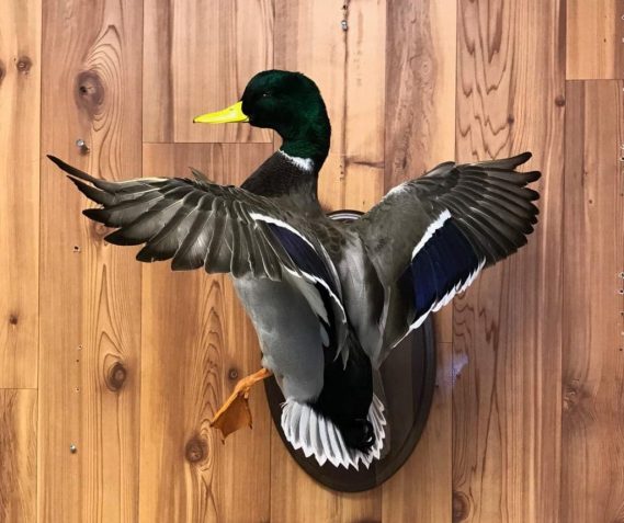 Mallard Duck Taxidermy - Stehling's Taxidermy