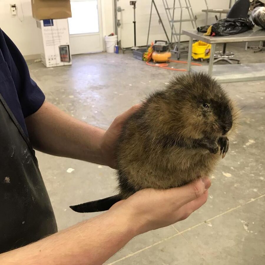 muskrat taxidermy mounts