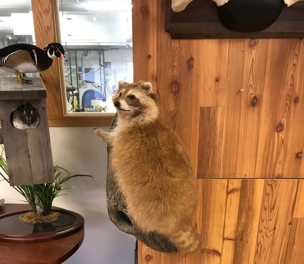 raccoon taxidermy mounts Stehlings Taxidermy planet