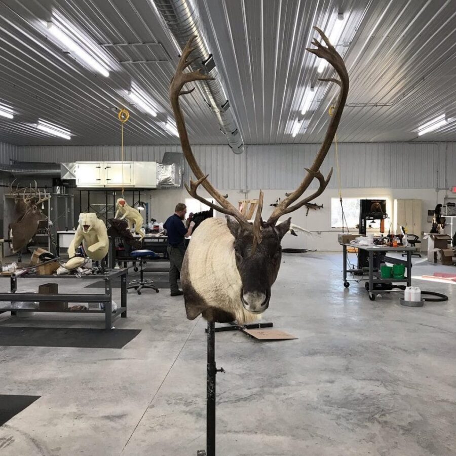 caribou shoulder mount taxidermy