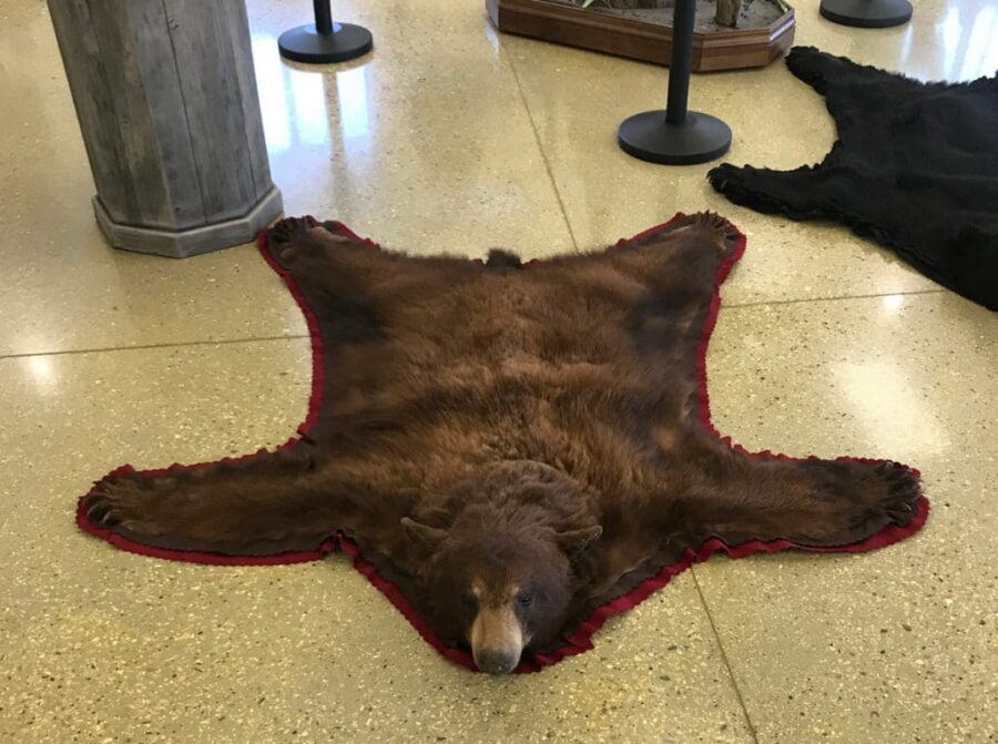 Bear Rug