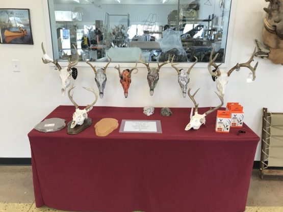 whitetail skull mounts