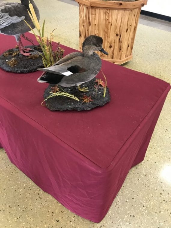 Standing Gadwall Duck Mount - Stehling's Taxidermy