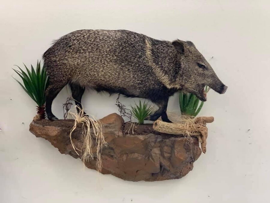 Peccary Mount Stehlings Taxidermy