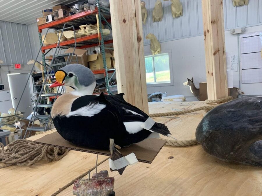 King Eider Stehlings Taxidermy