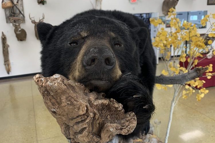 Black Bear Taxidermy Stehlings Taxidermy
