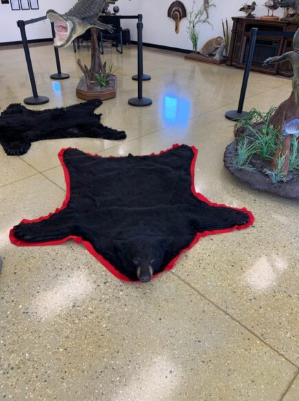 Bear Taxidermy Rug Stehlings Taxidermy