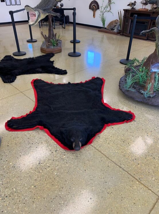 Bear Taxidermy Rug Stehlings Taxidermy