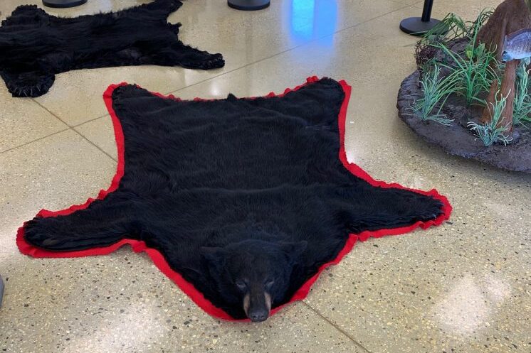 Bear Taxidermy Rug Stehlings Taxidermy