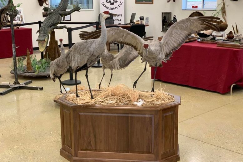 Sandhill Crane by Stehlings Taxidermy Planet