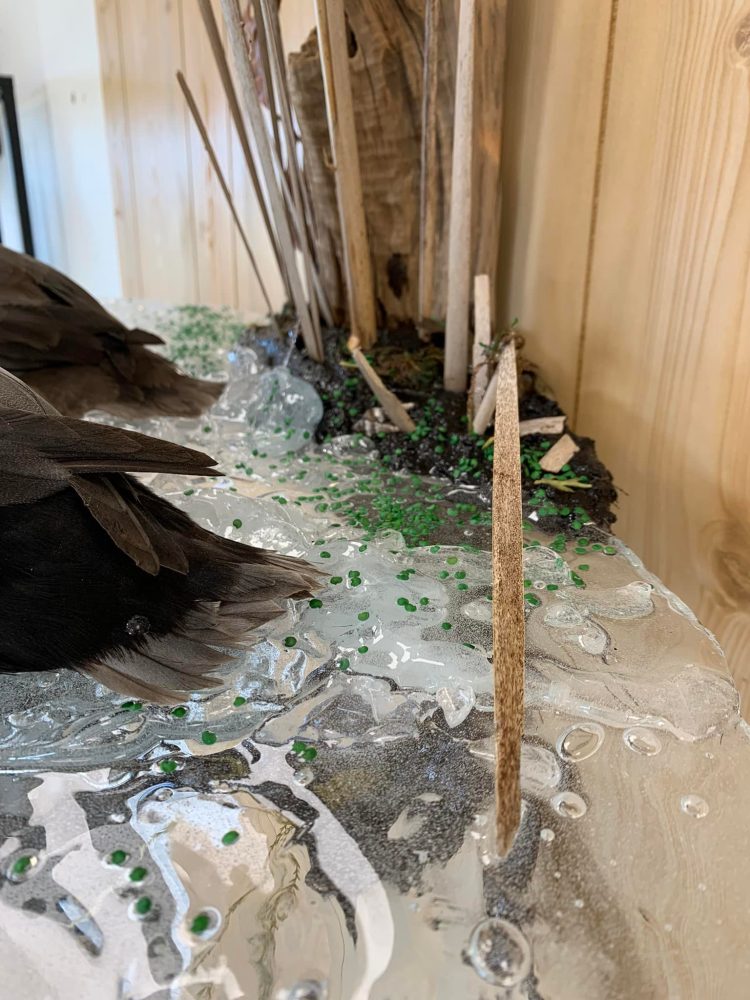 Waterfowl duck taxidermy, hunting, Wisconsin water splash scene Stehlings Taxidermy Planet, world class award winning taxidermy mounts