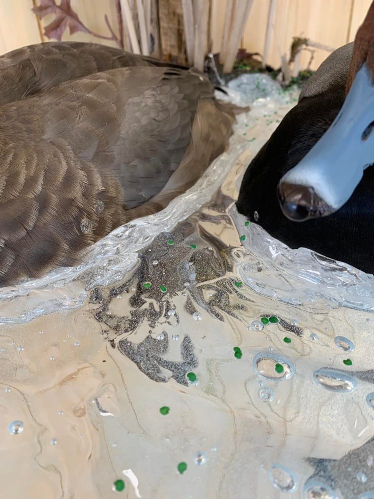 Waterfowl duck taxidermy, hunting, Wisconsin water splash scene Stehlings Taxidermy Planet, world class award winning taxidermy mounts