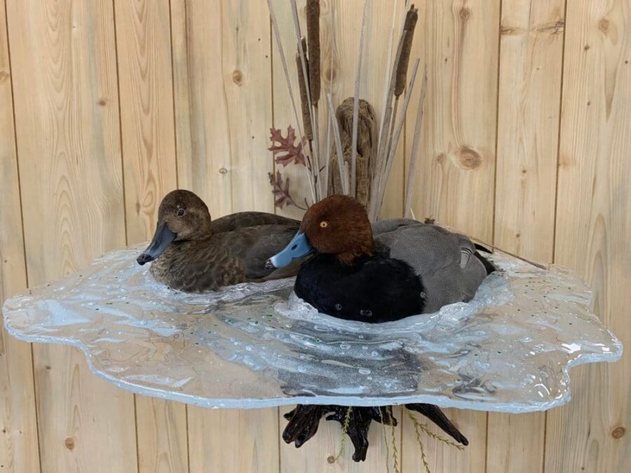 Waterfowl duck taxidermy, hunting, Wisconsin water splash scene Stehlings Taxidermy Planet, world class award winning taxidermy mounts