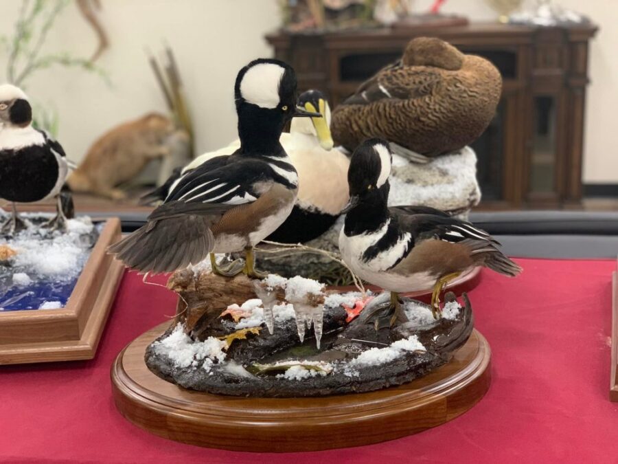 Standing Hooded Merganser Duck Waterfowl Taxidermy Hunting Stehlings Taxidermy