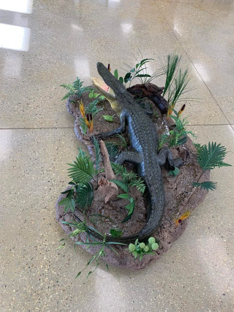 Alligator Taxidermy Mounts Florida Alligator Hunting Natural Scene Stehlings Taxidermy Planet